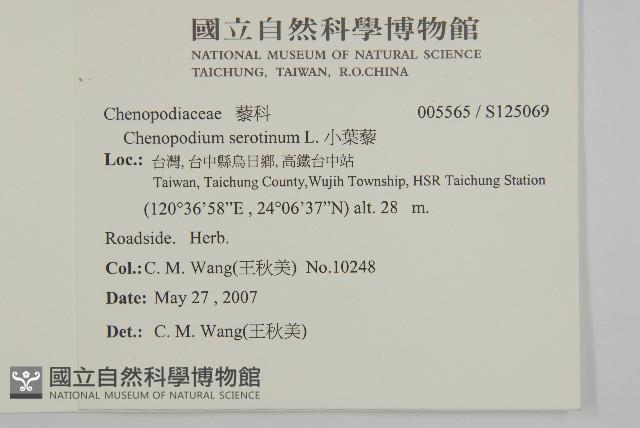 小葉藜藏品圖，第2張