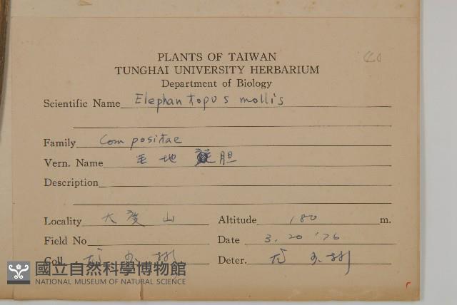 地膽草、毛蓮菜藏品圖，第2張