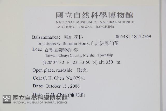 非洲鳳仙花藏品圖，第2張