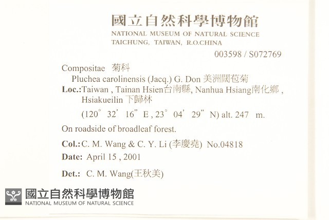 美洲闊苞菊藏品圖，第2張