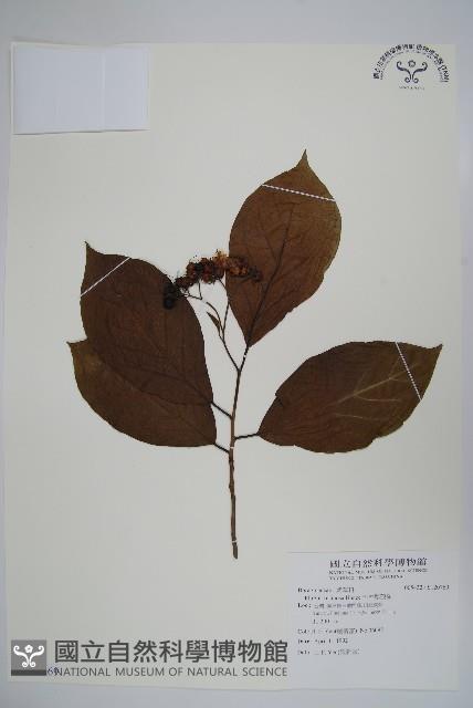 恆春厚殼樹藏品圖，第1張