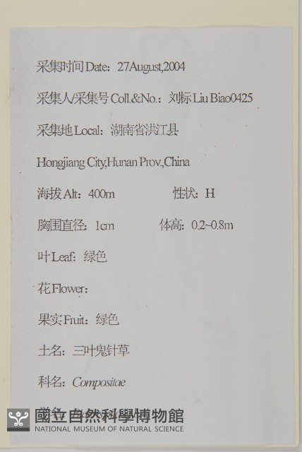 白花鬼針藏品圖，第2張