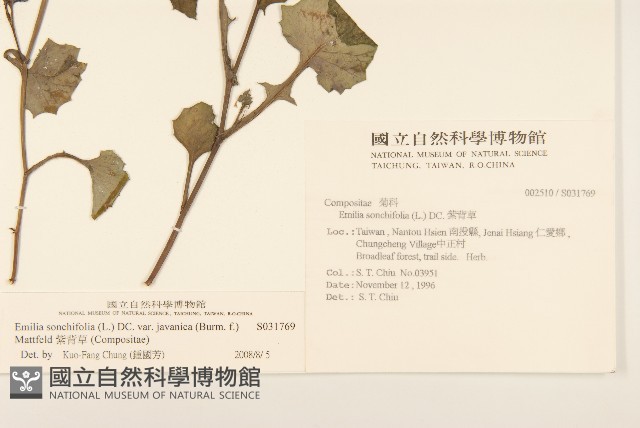 紫背草藏品圖，第2張