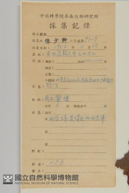 滇邊南蛇藤藏品圖，第2張