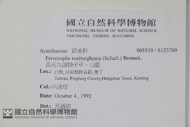 長花九頭獅子草、山藍藏品圖，第2張