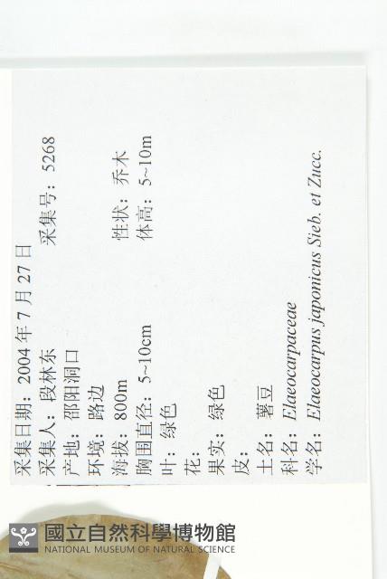 薯豆藏品圖，第2張