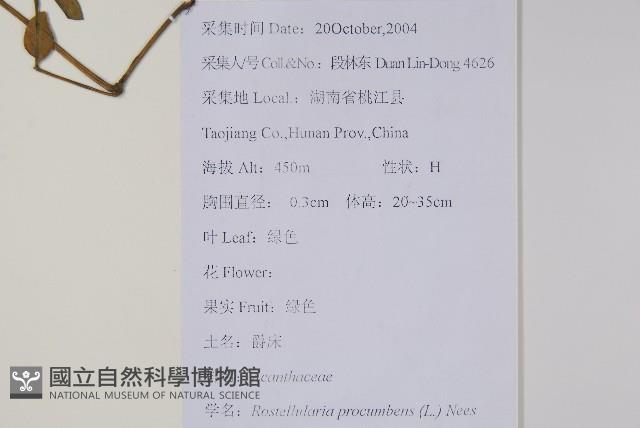 爵床、六角英藏品圖，第2張