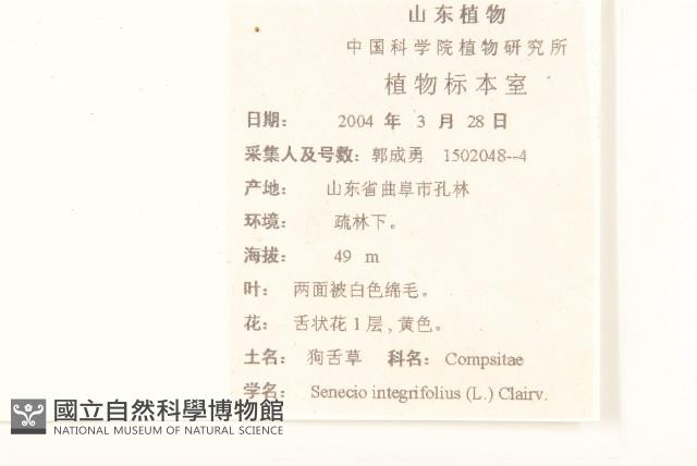 狗舌草藏品圖，第2張