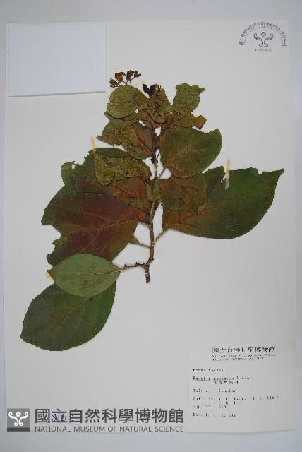 恆春厚殼樹藏品圖，第1張