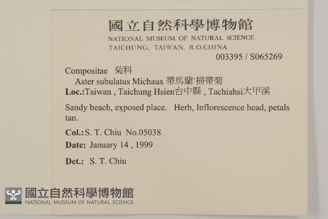 掃帚菊藏品圖，第2張