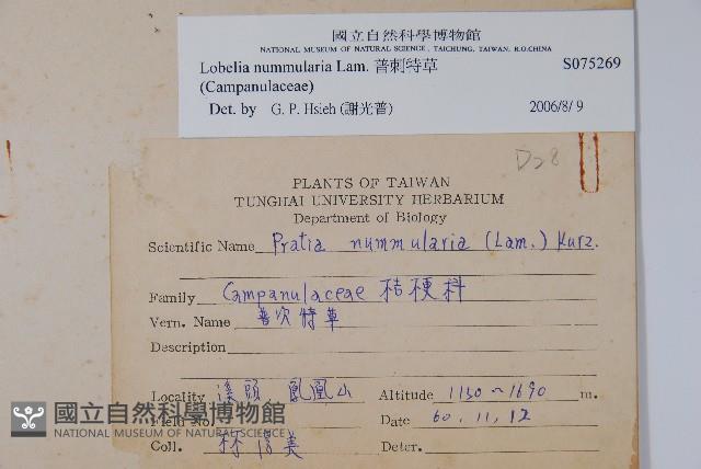 普刺特草藏品圖，第2張