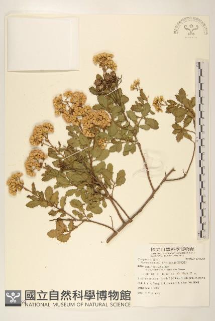 鯽魚膽、闊苞菊藏品圖，第1張