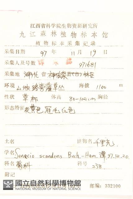 蔓黃菀藏品圖，第2張