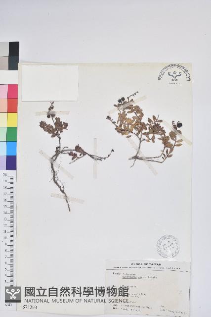 高山白珠樹藏品圖，第1張