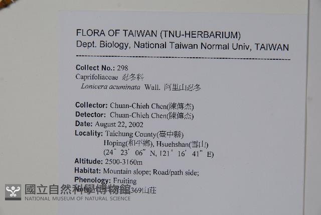 阿里山忍冬、漸尖葉忍冬藏品圖，第2張