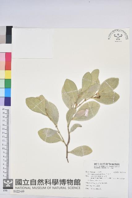 白樹仔藏品圖，第1張