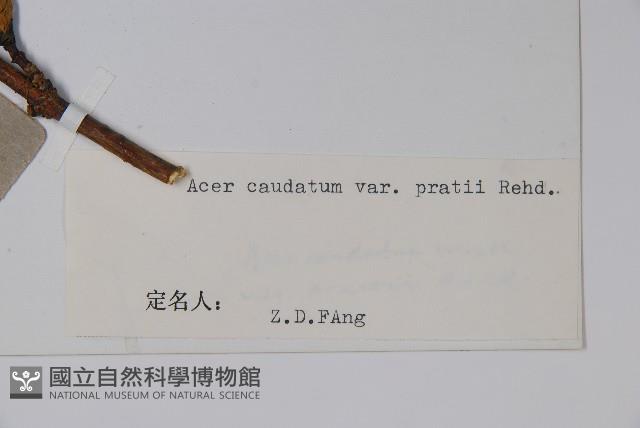 川滇長尾槭藏品圖，第2張