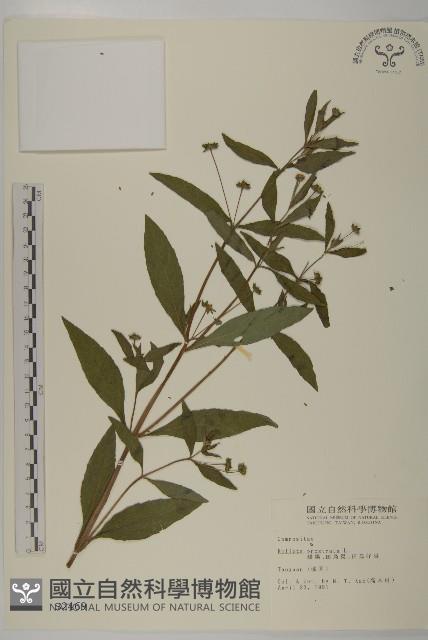 鱧腸藏品圖，第1張