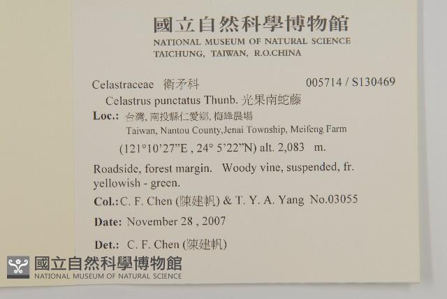 光果南蛇藤藏品圖，第2張