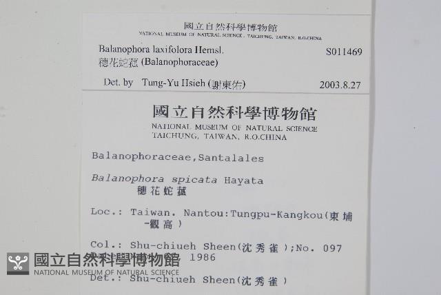 穗花蛇菰藏品圖，第2張