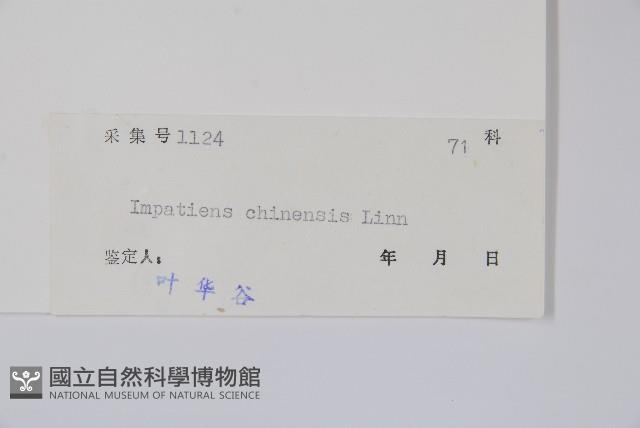 華鳳仙藏品圖，第2張