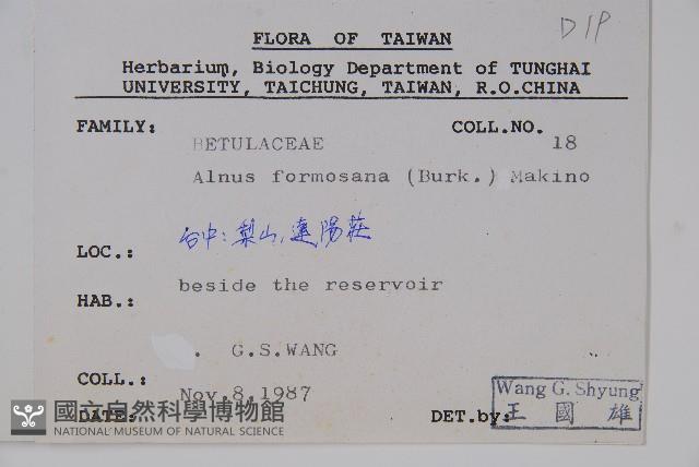 臺灣赤楊、臺灣榿木藏品圖，第2張