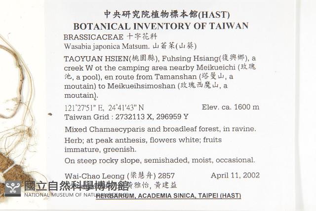 山葵藏品圖，第2張