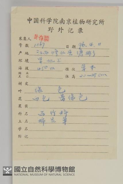 球序卷耳藏品圖，第2張