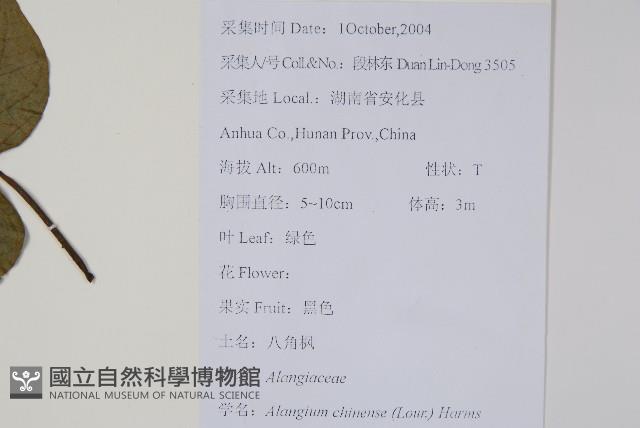 八角楓藏品圖，第2張