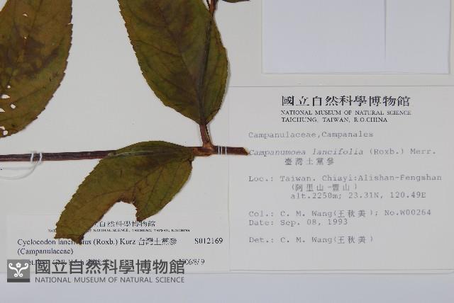 台灣土黨參藏品圖，第2張