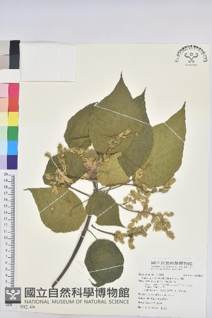 血桐藏品圖，第1張