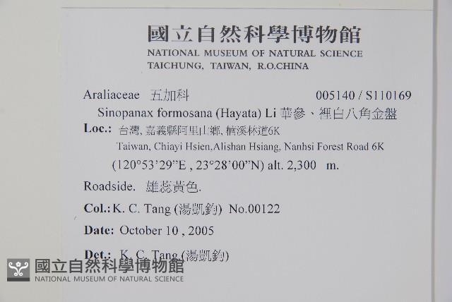 華參、裡白八角金盤藏品圖，第2張