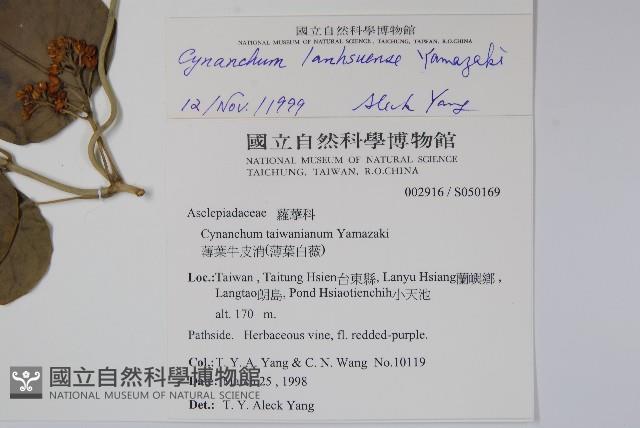 蘭嶼牛皮消、蘭嶼白薇藏品圖，第2張