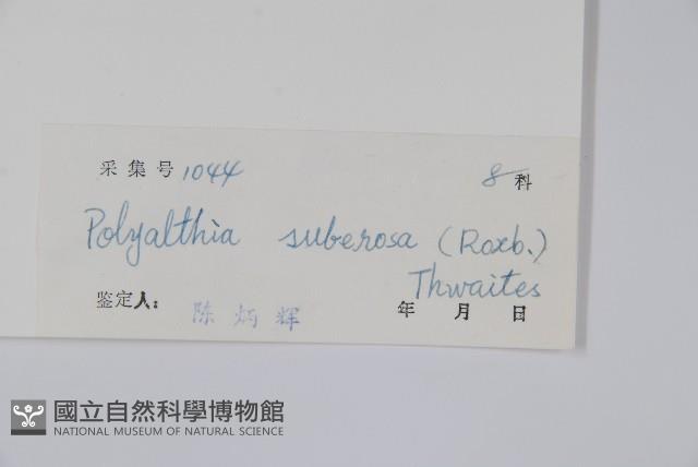 暗羅、雞爪樹藏品圖，第2張