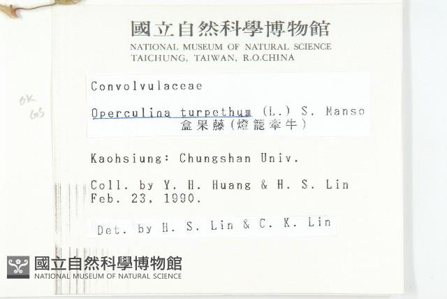 盒果藤藏品圖，第2張