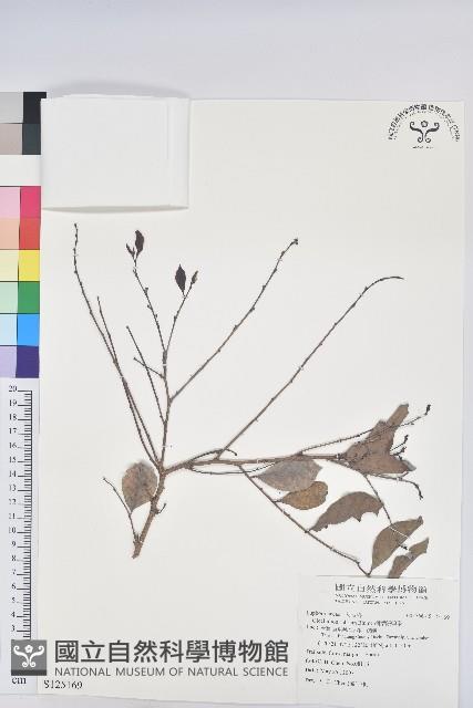 細葉饅頭果藏品圖，第1張