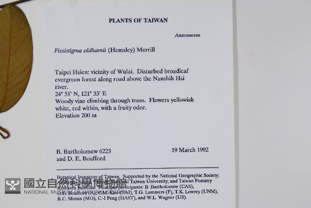 瓜馥木藏品圖，第2張