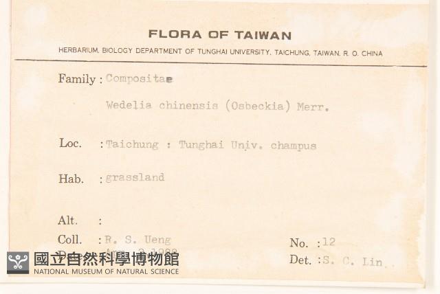 蟛蜞菊藏品圖，第2張