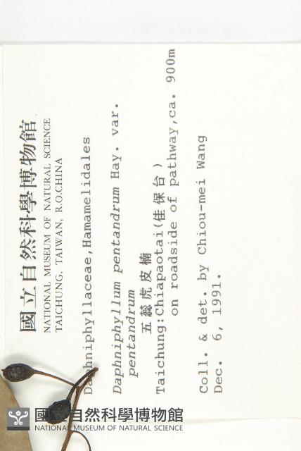 五蕊虎皮楠藏品圖，第2張