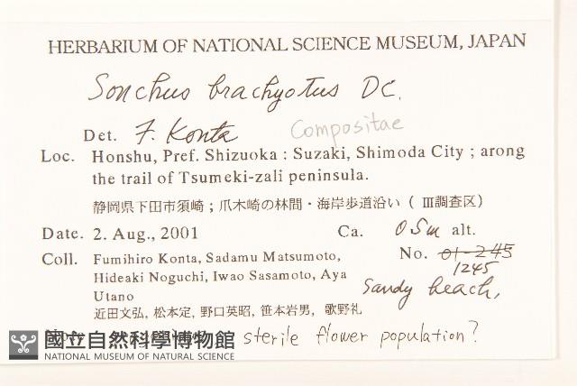 長裂苦苣菜藏品圖，第2張