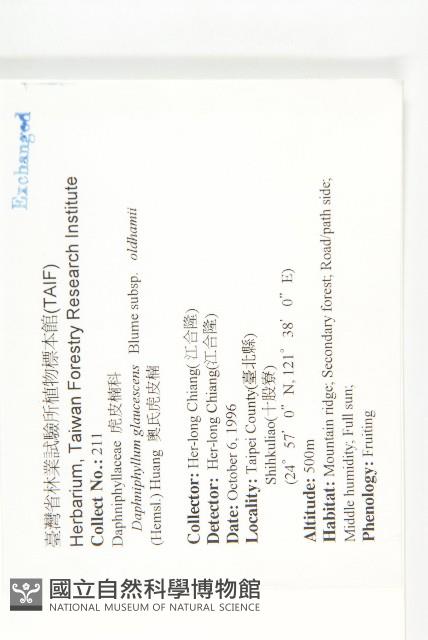 耿氏虎皮楠藏品圖，第2張