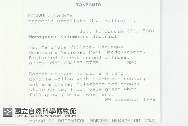 毛姬旋花藏品圖，第2張