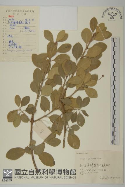 日本衛矛, 大葉黃楊藏品圖，第1張