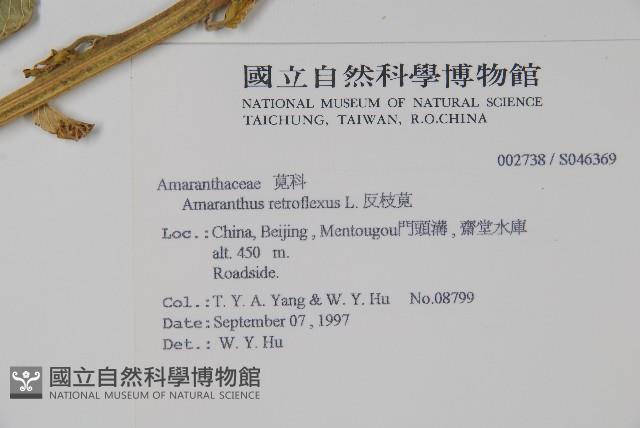 反枝莧藏品圖，第2張