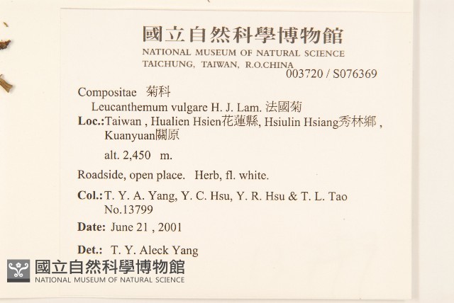 法國菊藏品圖，第2張