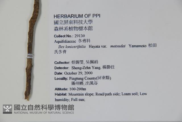 松田氏冬青藏品圖，第2張