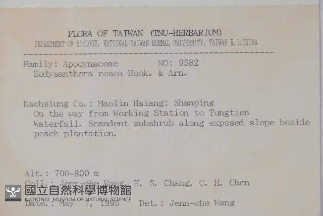 酸藤藏品圖，第2張