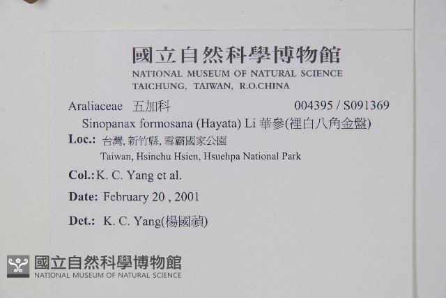 華參、裡白八角金盤藏品圖，第2張