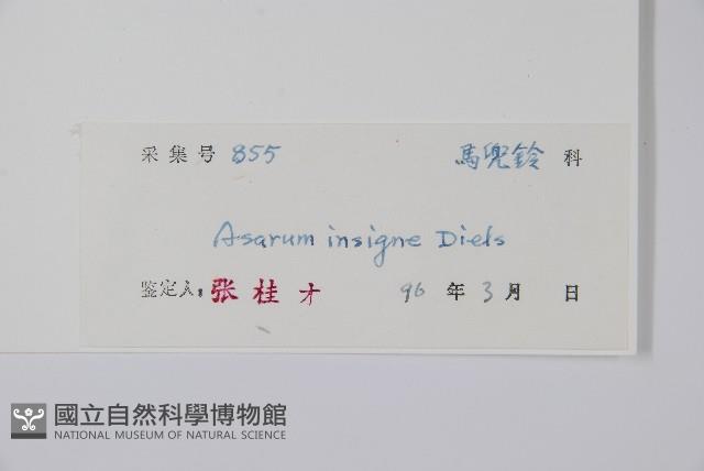 金耳環藏品圖，第2張