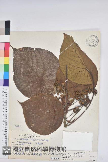 血桐藏品圖，第1張